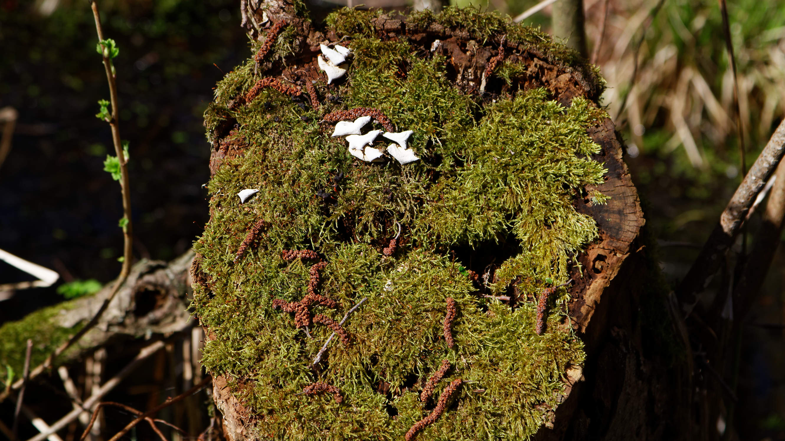 20210420 Lyngby Sø 59